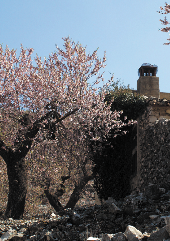 Mandler i blomst vårtegn